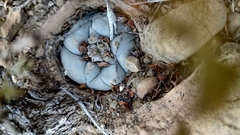 Lophophora williamsii