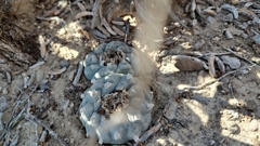 Lophophora williamsii
