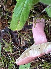 Russula sanguinea