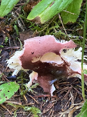 Russula sanguinea