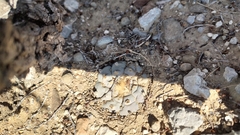 Lophophora williamsii