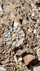 Lophophora williamsii