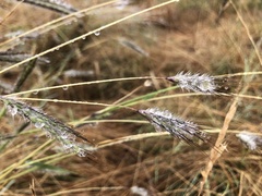 Dichanthium sericeum