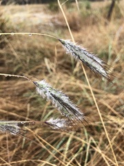 Dichanthium sericeum