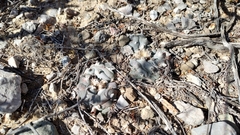 Lophophora williamsii