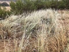 Dichanthium sericeum