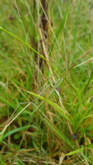 Acrida conica