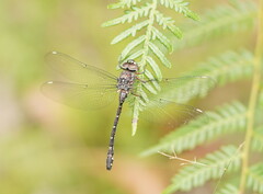 Austroaeschna multipunctata