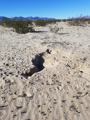 Dipodomys deserti