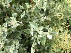 Chenopodium parabolicum