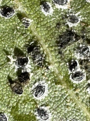 Aleuroplatus coronata