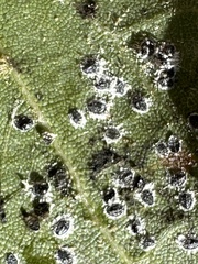 Aleuroplatus coronata