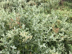 Chenopodium parabolicum