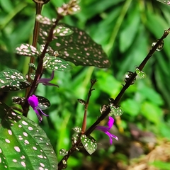 Hypoestes phyllostachya