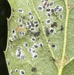 Aleuroplatus coronata