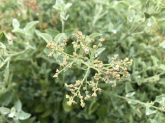 Chenopodium parabolicum