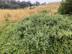 Chenopodium parabolicum