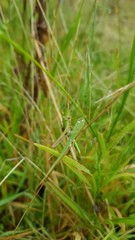 Acrida conica
