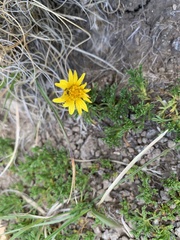 Ursinia montana
