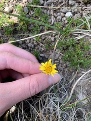 Ursinia montana