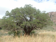 Juniperus deppeana deppeana