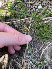 Ursinia montana
