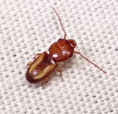 Laemophloeidae