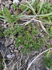 Ursinia montana