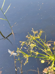 Scirpus radicans
