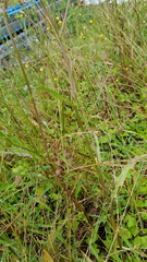 Acrida conica