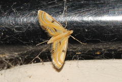 Tetrernia teminitis