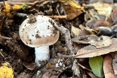 Amanita constricta