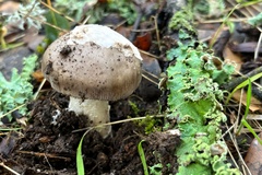 Amanita constricta
