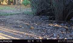 Callipepla californica