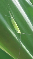 Phlugis ocraceovittata