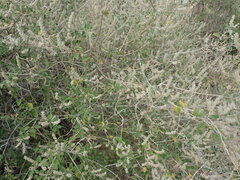 Aloysia