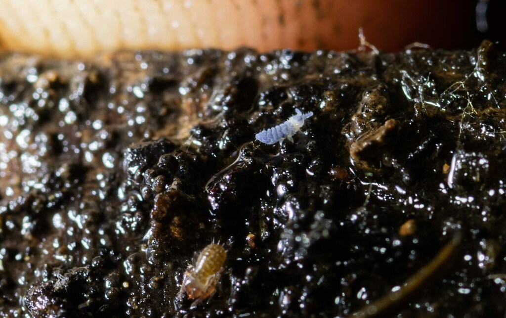 Pseudachorutes aureofasciatus