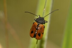 Cadmus litigiosus