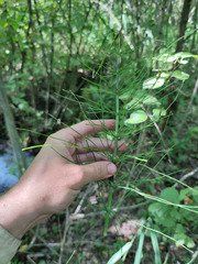 Equisetum × litorale