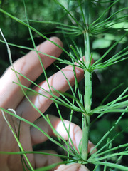 Equisetum × litorale