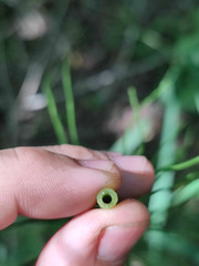 Equisetum × litorale