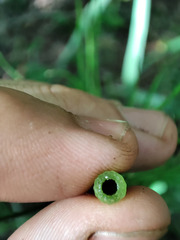 Equisetum × litorale