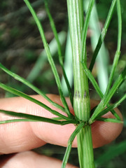 Equisetum × litorale