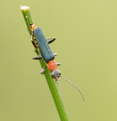 Chauliognathus tricolor