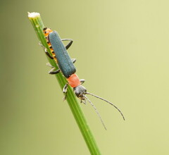 Chauliognathus tricolor