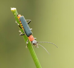 Chauliognathus tricolor