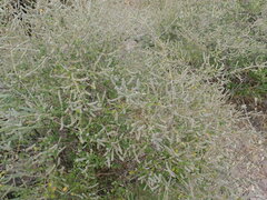 Aloysia