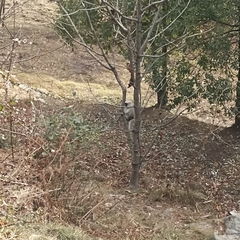 Semnopithecus schistaceus