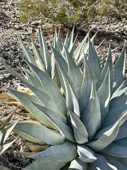 Agave deserti