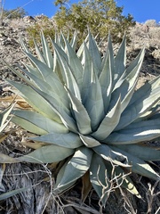 Agave deserti